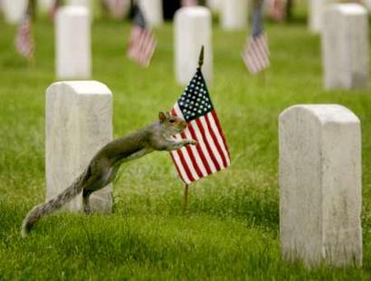 A squirrel leaps between the headstones of U.S. servicemen buried at Arlington